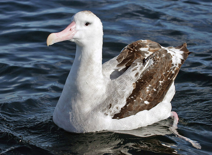 can a wandering albatross carry a human